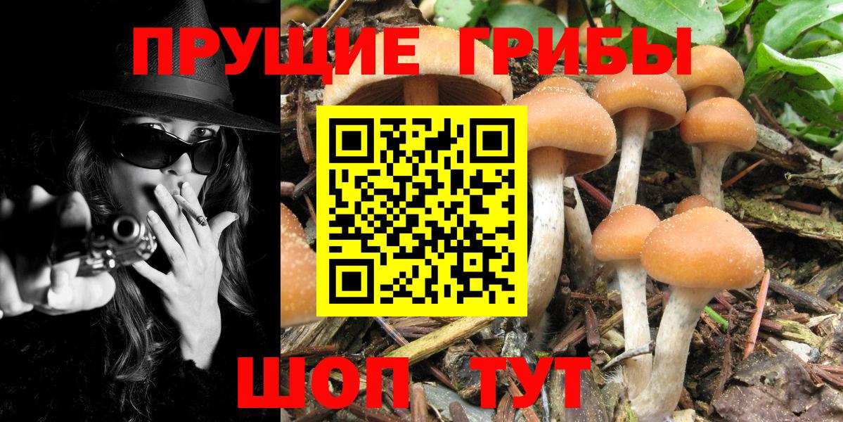 Галлюциногенные грибы Psilocybine cubensis Аксай
